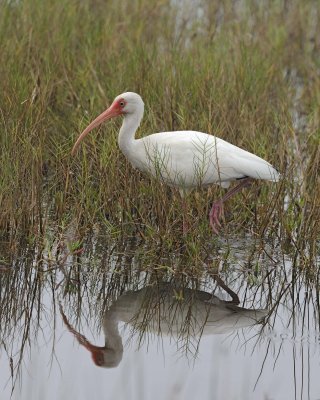 Ibis, White-111015-Black Point Wildlife Drive, Merritt Island NWR, FL-#0399.jpg