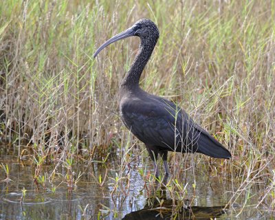 Ibis, Glossy-110715-Black Point Wildlife Drive, Merritt Island NWR, FL-#0880.jpg