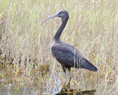 Ibis, Glossy-110715-Black Point Wildlife Drive, Merritt Island NWR, FL-#0889.jpg