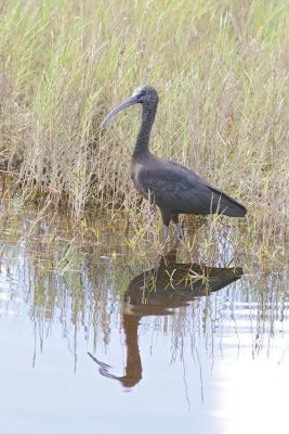 Ibis, Glossy-110715-Black Point Wildlife Drive, Merritt Island NWR, FL-#0900.jpg