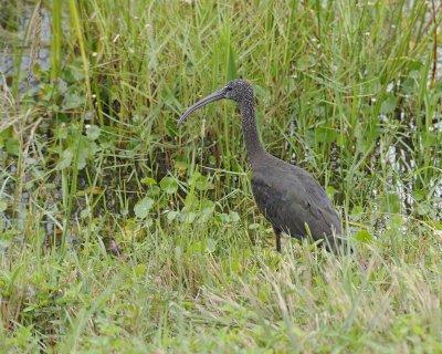 Ibis, Glossy-110715-Viera Wetlands, FL-#1511.jpg