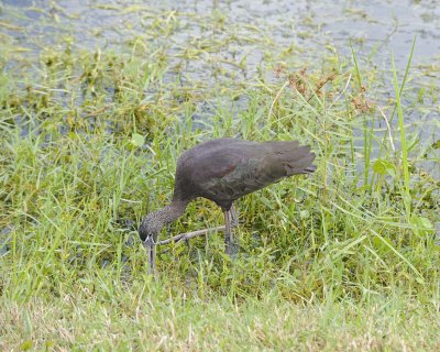 Ibis, Glossy-110715-Viera Wetlands, FL-#1535.jpg