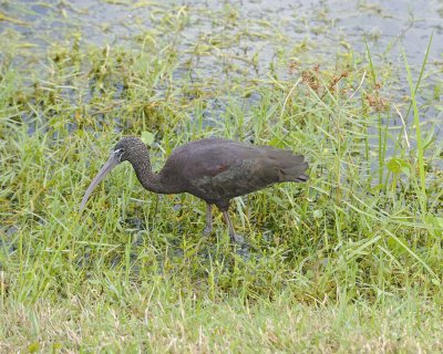 Ibis, Glossy-110715-Viera Wetlands, FL-#1537.jpg