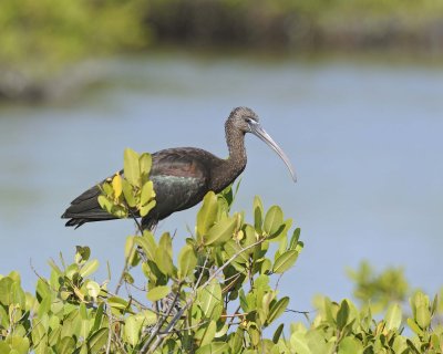 Ibis, Glossy-110815-Black Point Wildlife Drive, Merritt Island NWR, FL-#0394-8X10.jpg