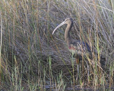 Ibis, Glossy-110915-Black Point Wildlife Drive, Merritt Island NWR, FL-#0184.jpg