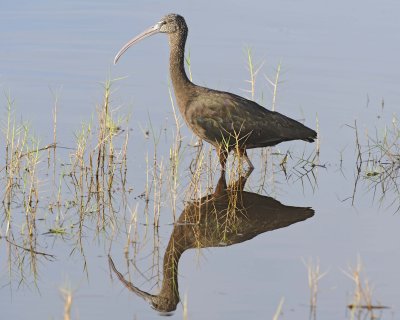 Gallery of Glossy Ibis