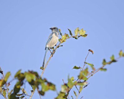 Gallery of Florida Scrub Jay