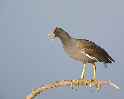 Moorhen, Common-110715-Black Point Wildlife Drive, Merritt Island NWR, FL-#0740.jpg