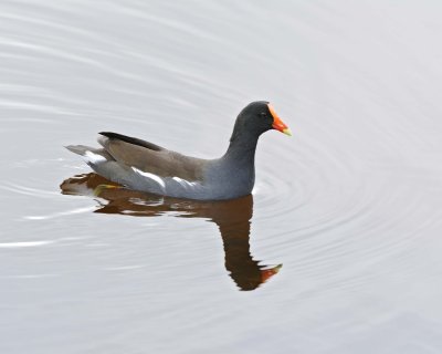g9/40/624440/3/161952888.DBa8Cv03.jpg