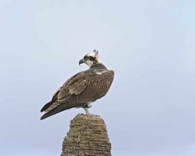 Osprey-110715-Viera Wetlands, FL-#0990.jpg