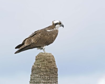 Osprey-110715-Viera Wetlands, FL-#1023.jpg