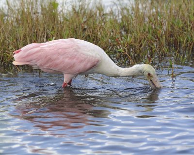 Spoonbill, Roseate-110715-Black Point Wildlife Drive, Merritt Island NWR, FL-#0772.jpg
