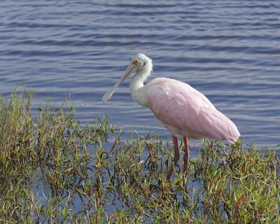 Spoonbill, Roseate-110715-Black Point Wildlife Drive, Merritt Island NWR, FL-#1461.jpg