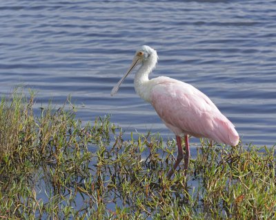 Spoonbill, Roseate-110715-Black Point Wildlife Drive, Merritt Island NWR, FL-#1469.jpg