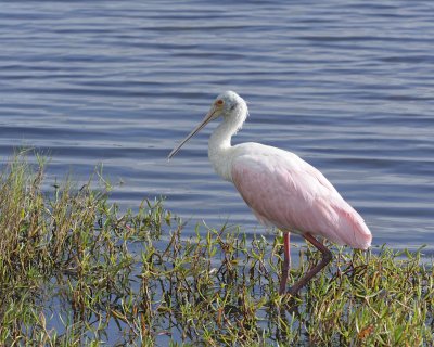 Spoonbill, Roseate-110715-Black Point Wildlife Drive, Merritt Island NWR, FL-#1471.jpg