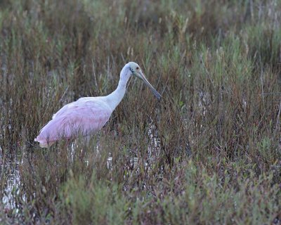 Spoonbill, Roseate-110815-Black Point Wildlife Drive, Merritt Island NWR, FL-#0028.jpg