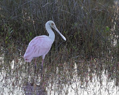 Spoonbill, Roseate-110815-Black Point Wildlife Drive, Merritt Island NWR, FL-#0041-8X10.jpg