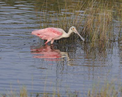 Spoonbill, Roseate-110915-Black Point Wildlife Drive, Merritt Island NWR, FL-#0388-8X10.jpg