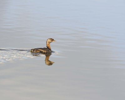 Gallery of Pied-billed Grebe