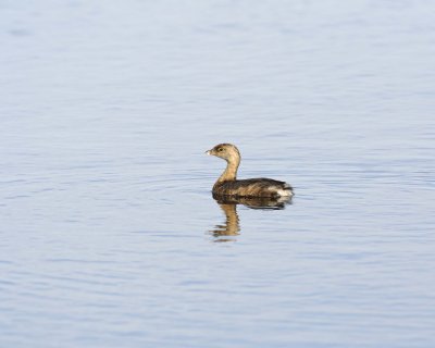 Grebe, Pied-billed-110915-Black Point Wildlife Drive, Merritt Island NWR, FL-#0772-8X10.jpg