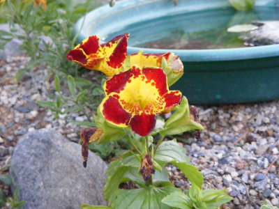 DSCF2926.JPG