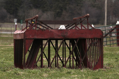 Snowy owl at Ottawa Central Experimental Farm