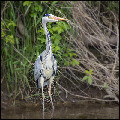 P5162158_Alert Heron.jpg