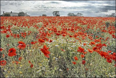 DSC_3900_Poppy Splash.jpg