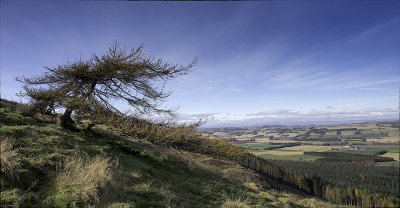 Lomond tree-2_251369.jpg