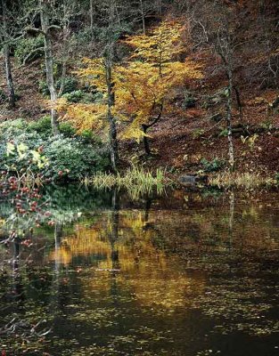 Autumn Colours