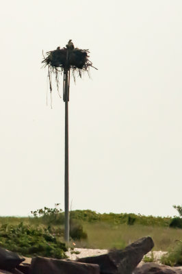 Osprey nest - 20150713-093721-_D3D8281.jpg