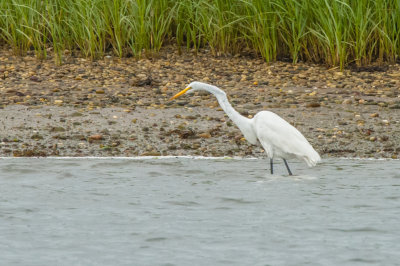 Great Egret in anchorage - 20150718-082652-_D3D8402.jpg