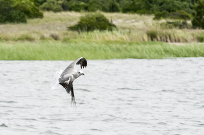 Seagull in Anchrorage - 20150718-132311-_D3D8421.jpg