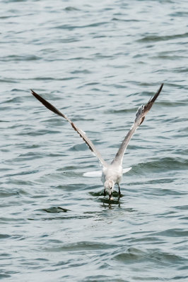 Seagull in Anchorage - 20150718-132315-_D3D8422.jpg