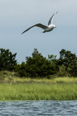 Seagull in Anchorage - 20150718-134652-_D3D8437.jpg