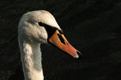 Swan in Anchorage - 20150720-173752-_D3D8485.jpg