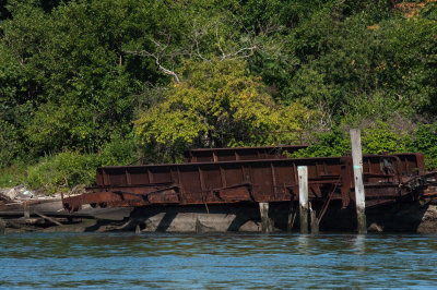 Ruins at North Brother Island - 20150725-093140-_D3D8543.jpg