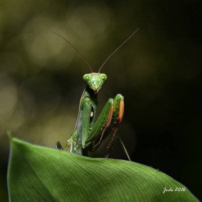 Faune, Flore et insectes (4 galeries)