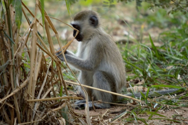 A very busy vervet monkey