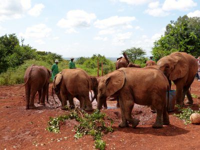 David Sheldrick's Wildlife Trust