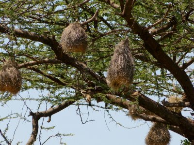 Weaver nests - note there are weavers on the branches