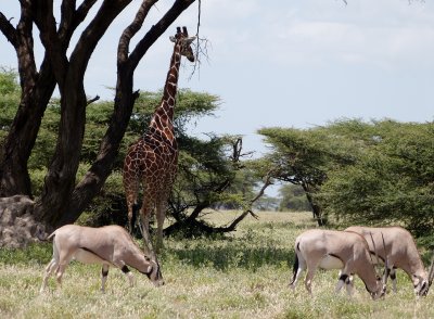 Reticulated giraffe & beisa oryx