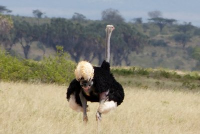 Somali ostrich - the male is ready to mate & trying to attract the female