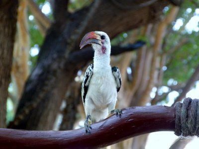 And of course the redbilled hornbill joins us too!