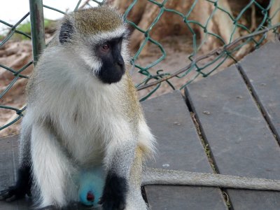 A blue-ball vervet monkey.  Kind of draws your eyes to it, doesn't it?