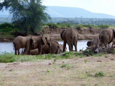 we found lots of elephants by the river