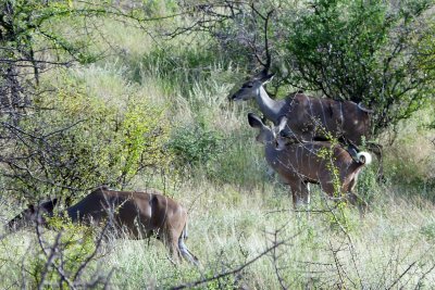 Lesser kudu - very rare to see in Samburu