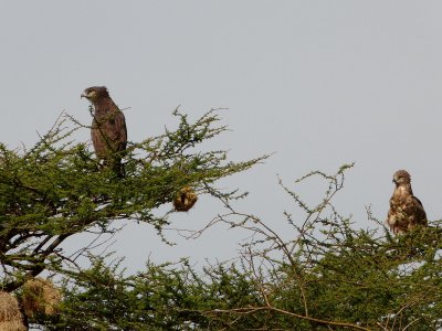 Two martial eagles!