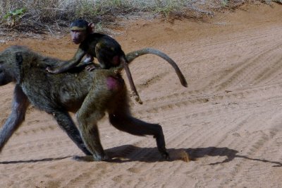 a young baboon hitches a ride with mom