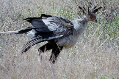 Secretary bird - with her mini skirt and pens in her hair!
